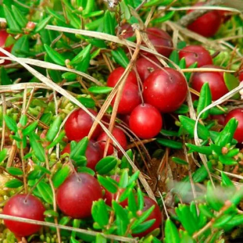 Купить саженцы клюквы "Бергман"