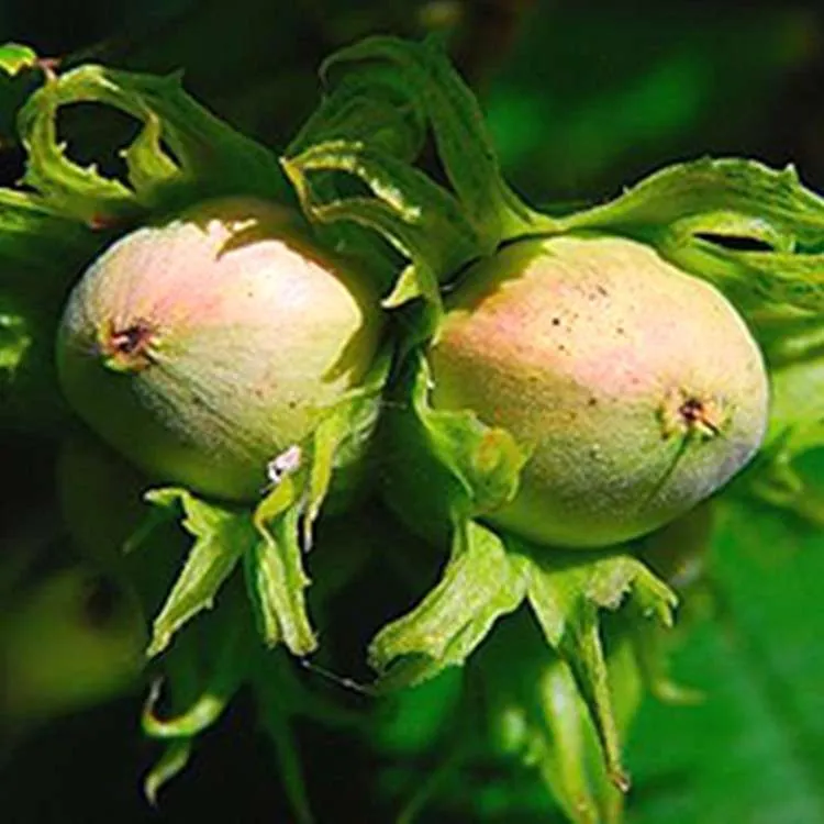 Купити Фундук "Бомба"