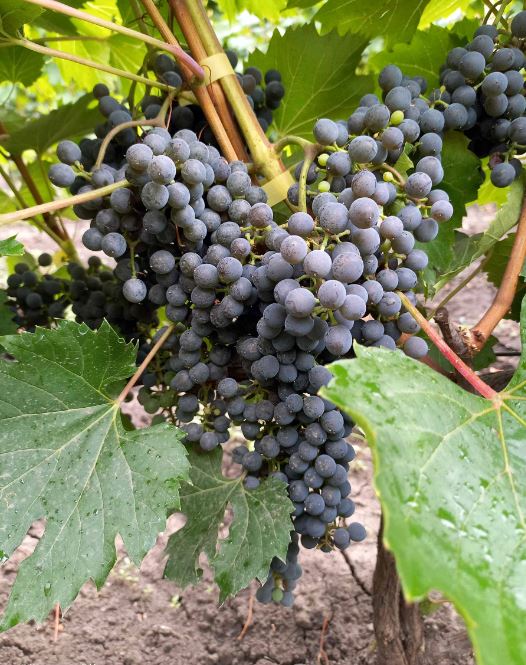Купити саджанці винограду Фронтіньяк Грі