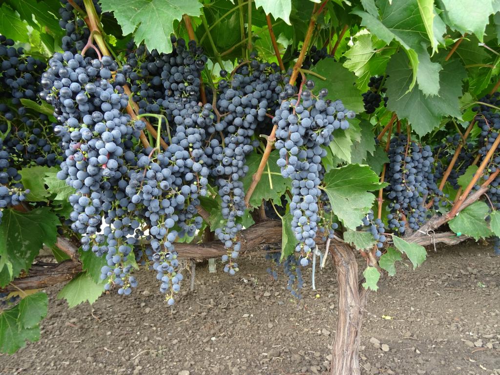 Купить саженцы винограда технического Фронтиньяк Гри
