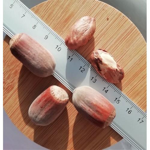 Купить Фундук "Вебба Ценный"