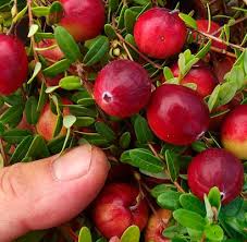 Купить саженцы клюквы "Стивенс"