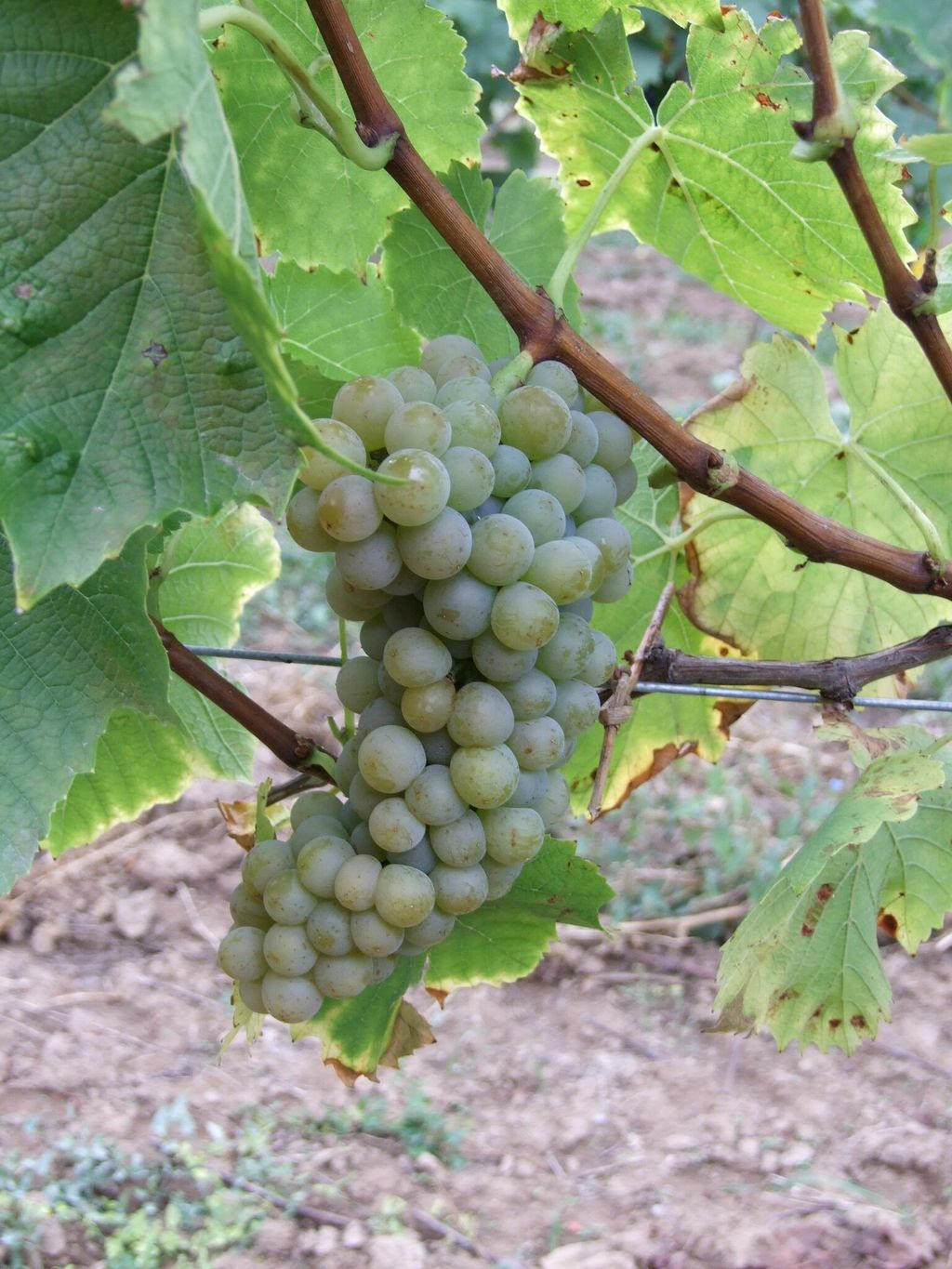 Купити саджанці винограду Мускаріс