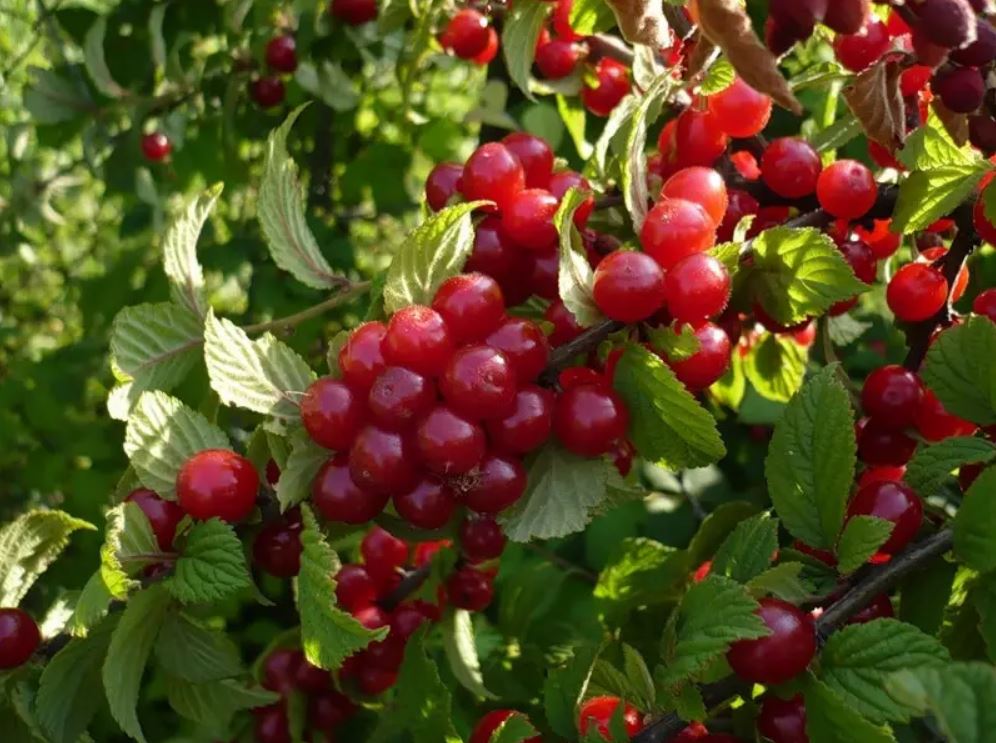 Купить саженцы войлочной вишни Натали