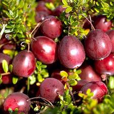 Купить саженцы клюквы "Пилигрим"