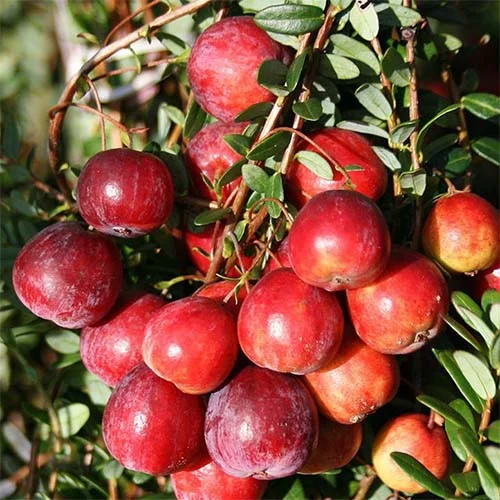 Купить саженцы клюквы "Эрли Блэк"