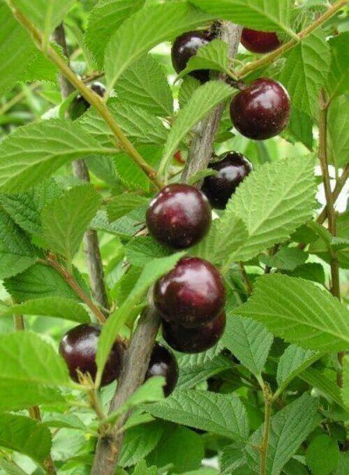 Купити саджанці войлочної вишні Смуглянка