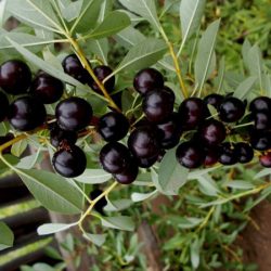 Купити саджанці войлочної вишні Смуглянка