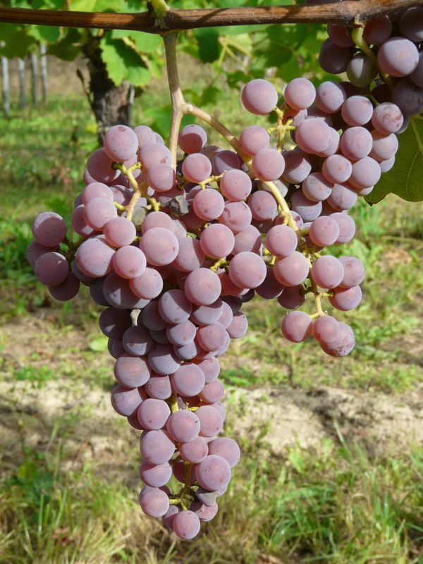 Купити саджанці винограду Совіньє Грі