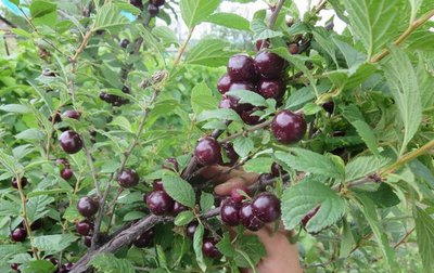 Купить саженцы войлочной вишни Юбилейная