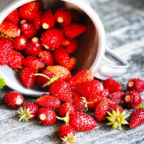 Купить саженцы земляники "Барон Рюген"