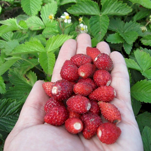 Купить саженцы микс земляники