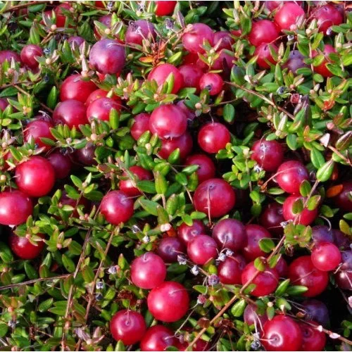  Купить саженцы клюквы "Бен Лир"