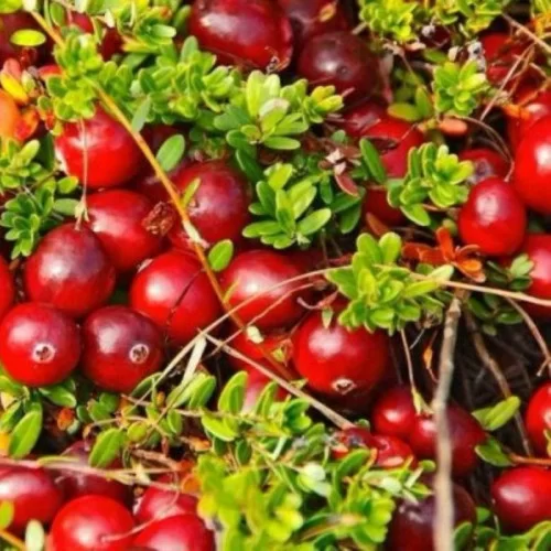 Купить саженцы клюквы "Ховес"