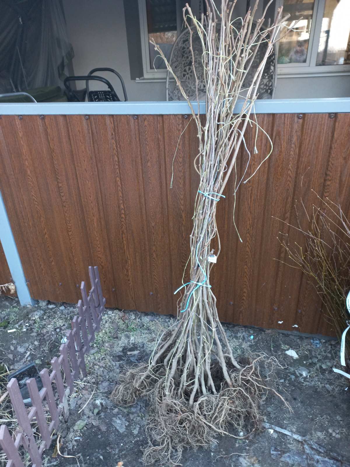 Купити саджанці ківі