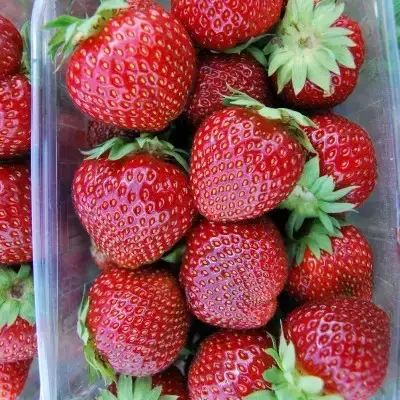 Купити саджанці полуниці Елеганс 