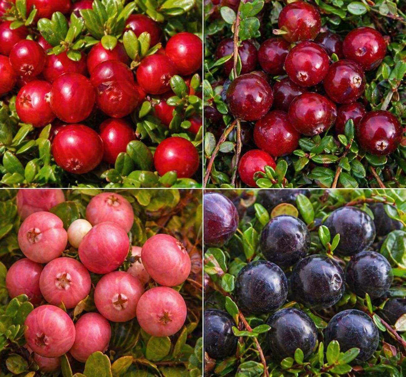 Купити саджанці мікс журавлини