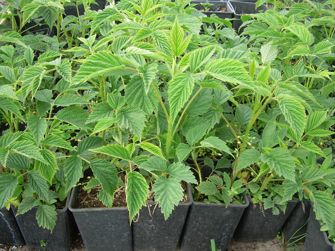 Купити саджанці самовивозом малини 18-6-14