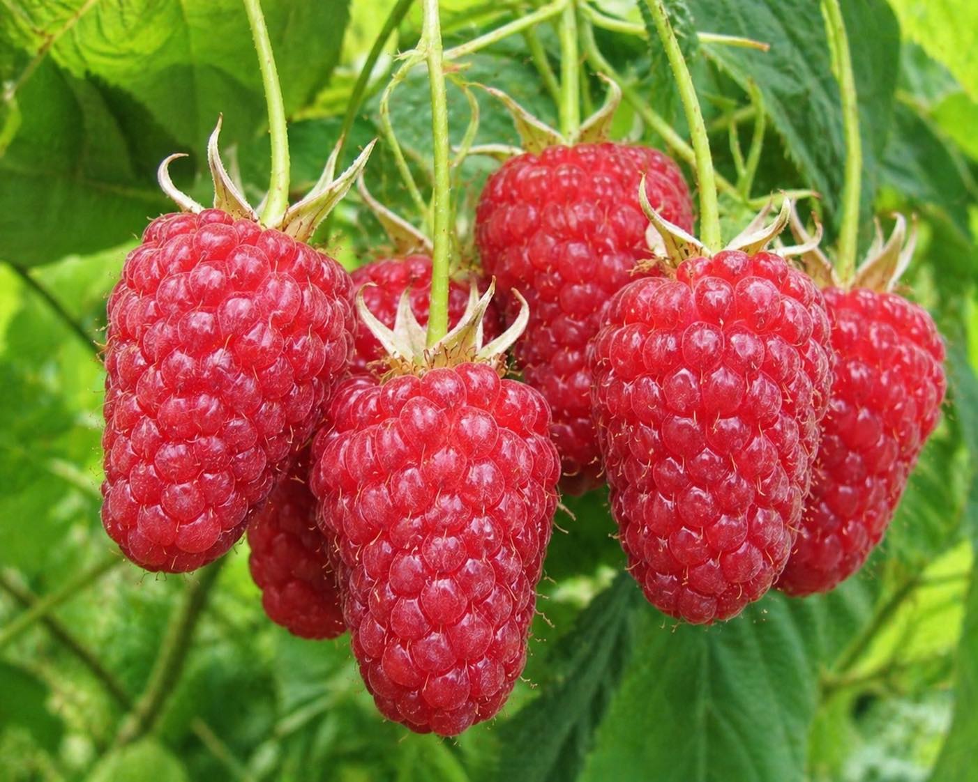 Купити саджанці малини 18-6-14