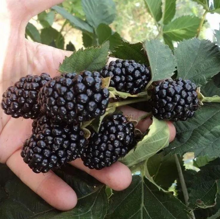 Купить саженцы ежевики Марина