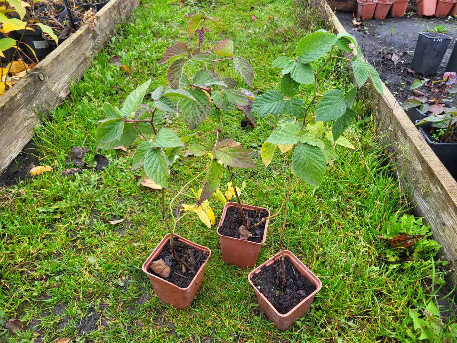 Купить саженцы ежевики