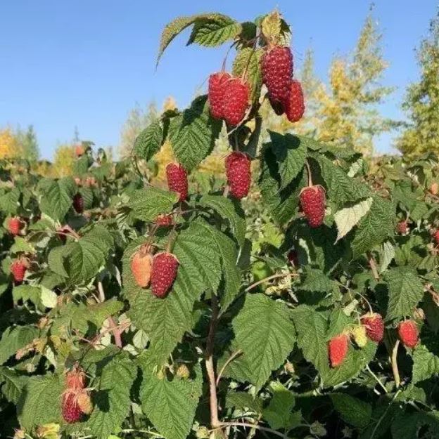 Купить саженцы малины Сластиха