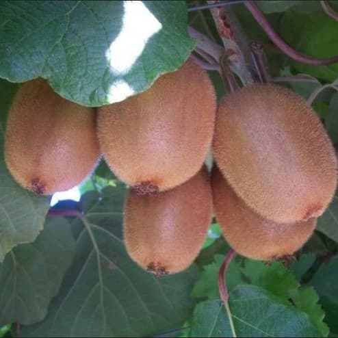 Купить саженцы киви "Бруно" женский