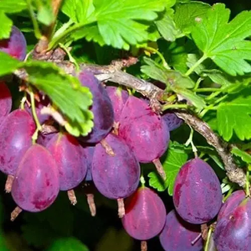 Купити саджанці агрусу Грушенька
