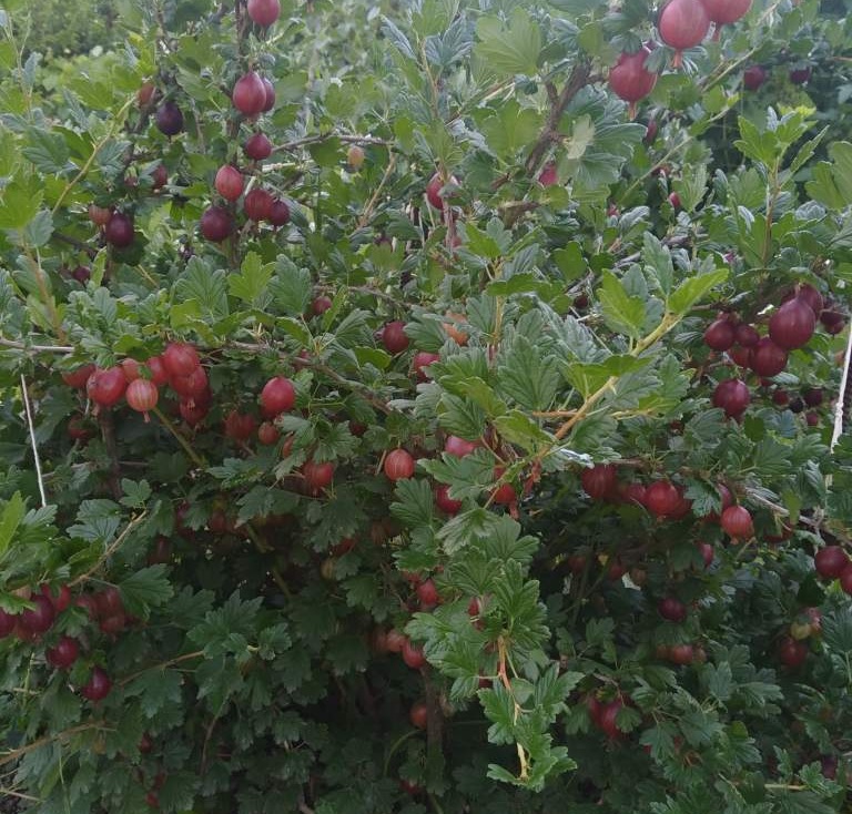 Купити саджанці агрусу Звєздочот
