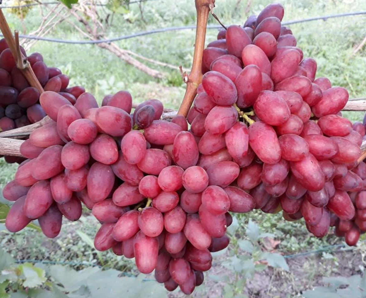 Купить саженцы винограда