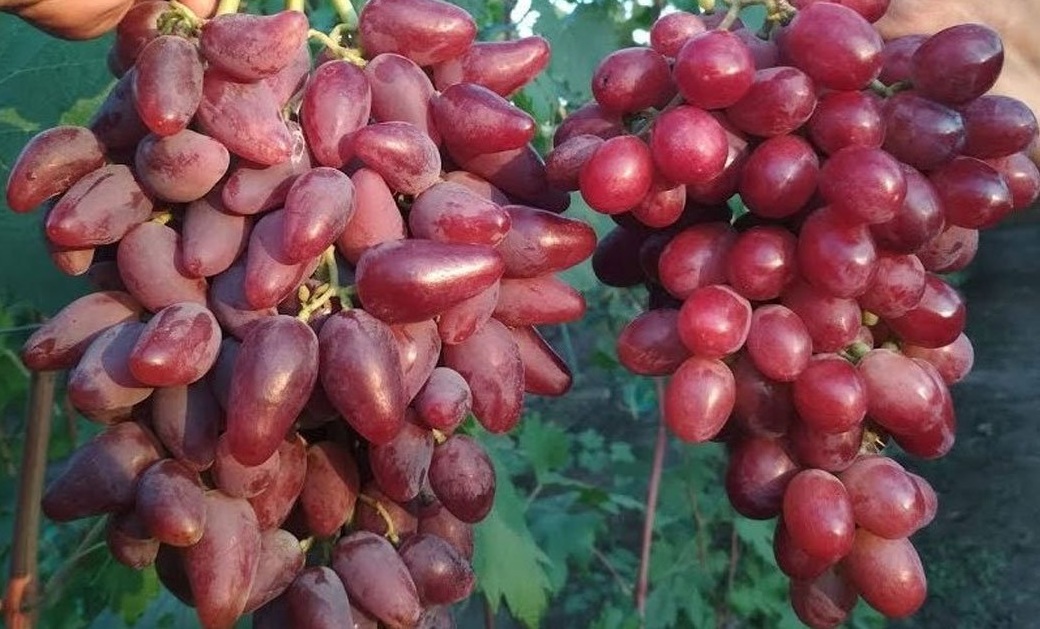 Купити саджанці винограду