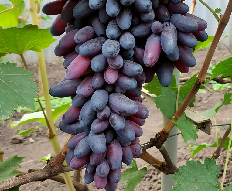 Виноград "Флагман" (стол.)