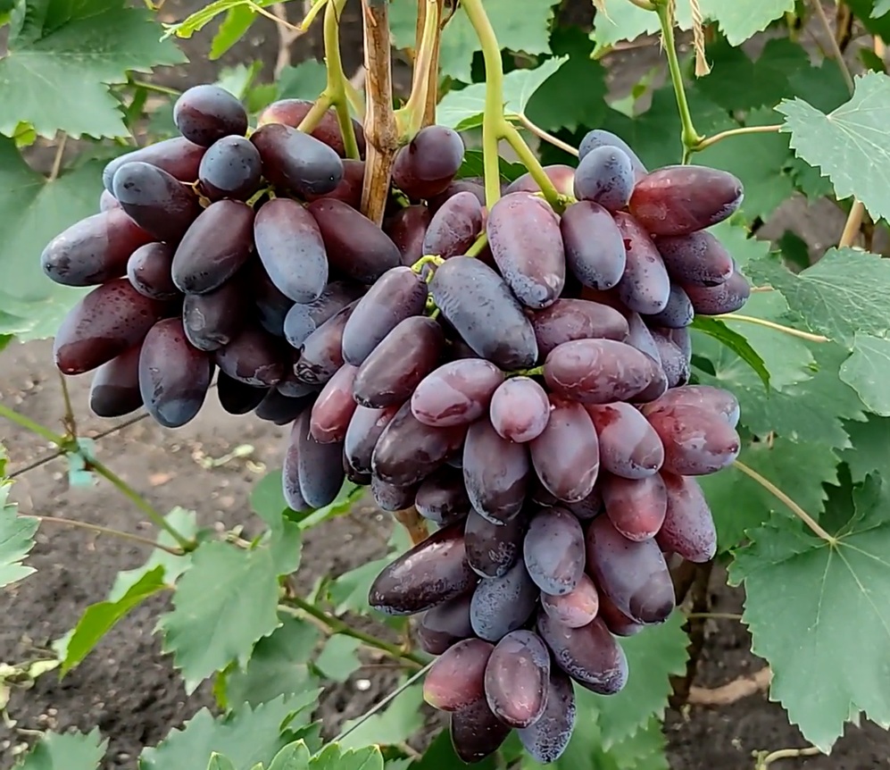 Виноград "Флагман" (стол.)