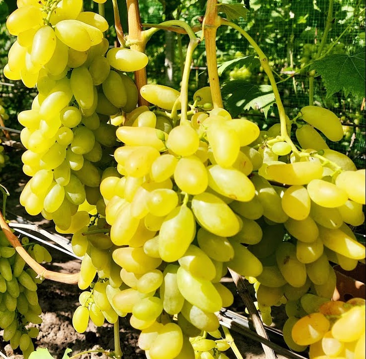 Купити саджанці винограду Голд Фінгер (стол.)