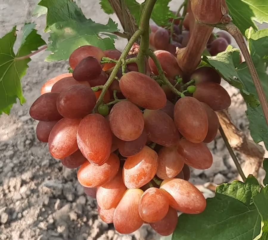 Купити саджанці винограду Квазар (стол.)