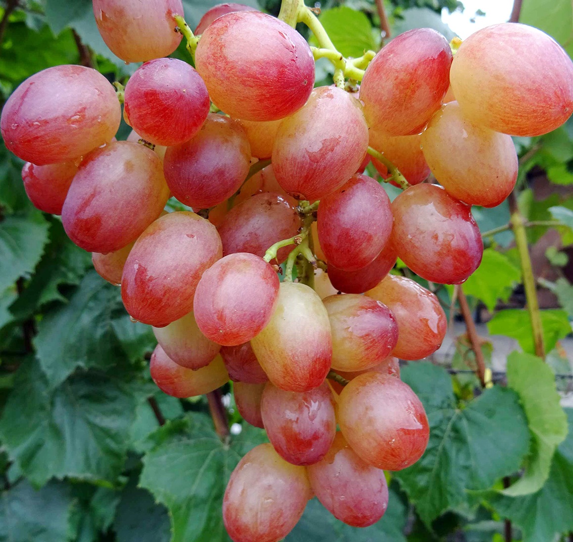 Купить саженцы винограда