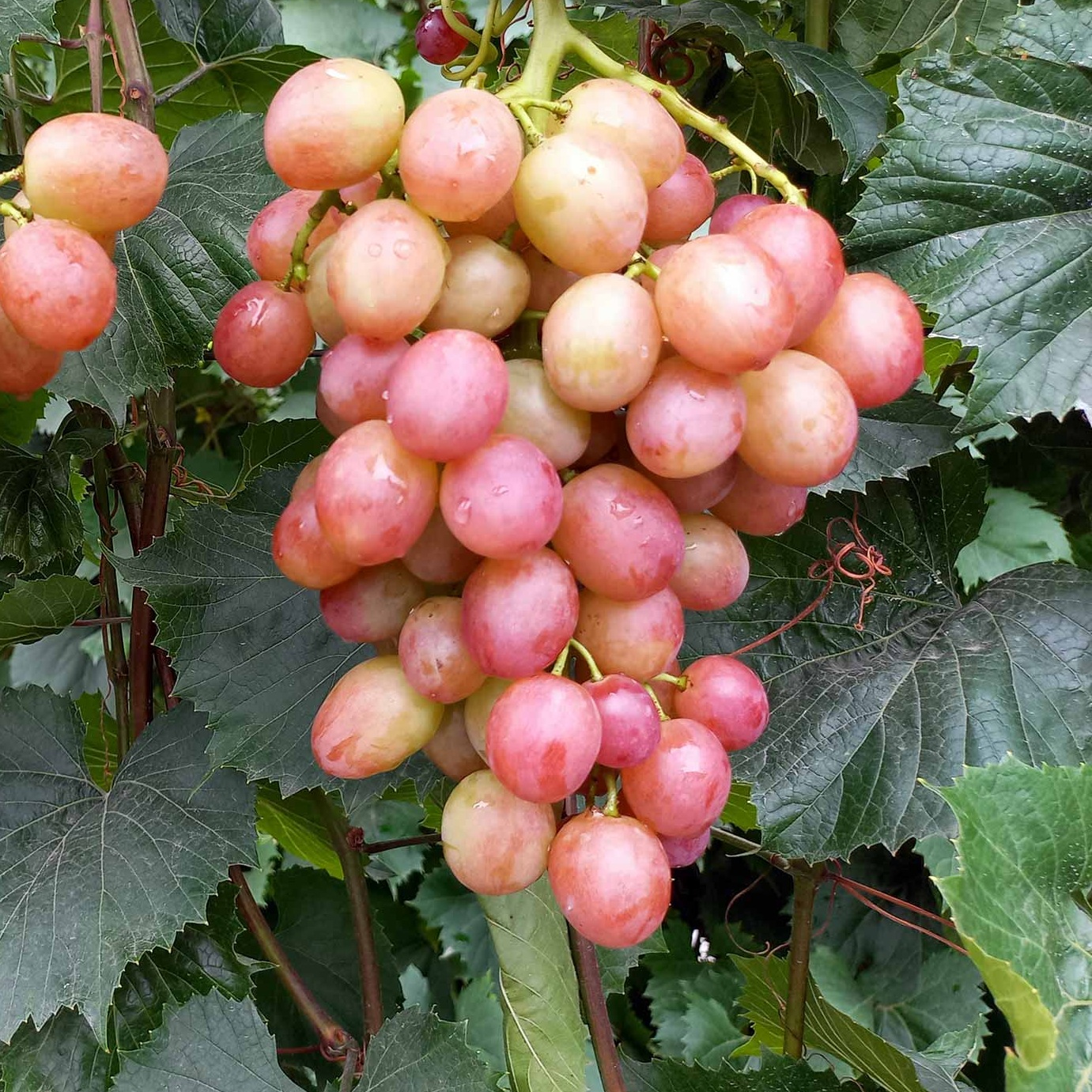 Купить саженцы винограда "Ливия" (стол.)