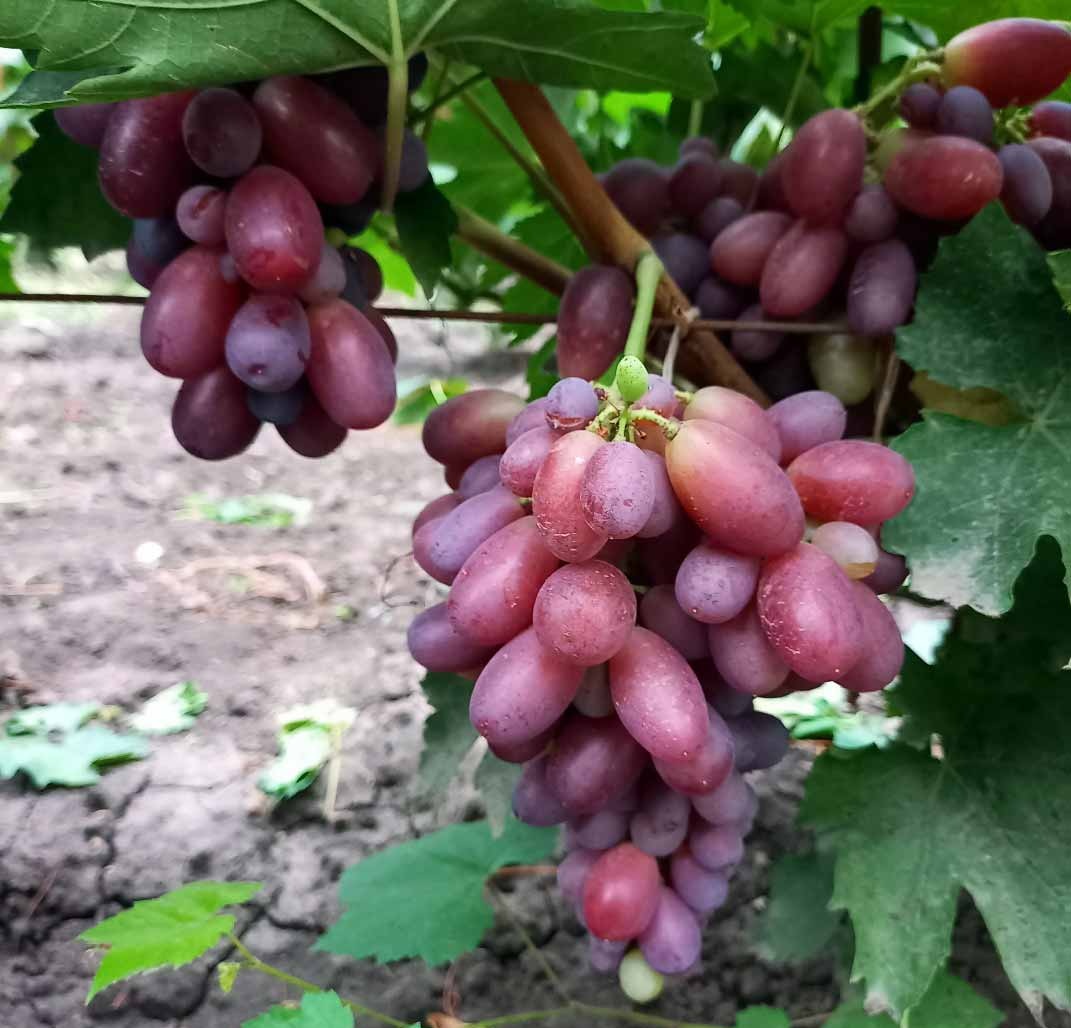 Купить саженцы винограда
