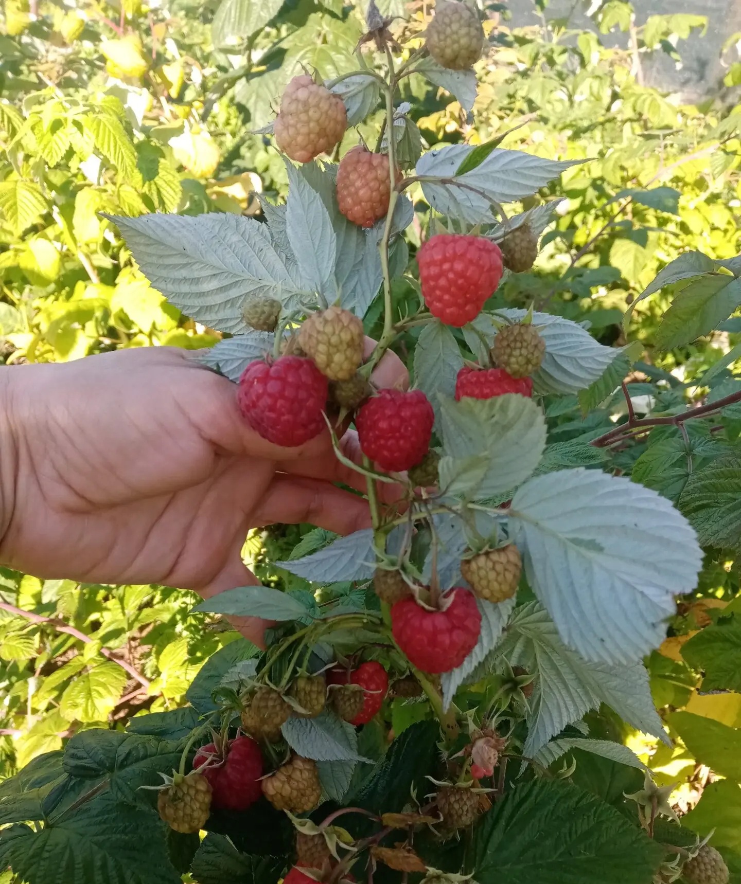 Купить саженцы малины Яна