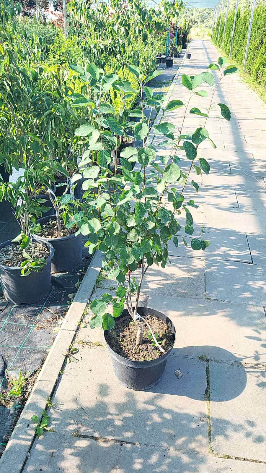 Купить саженцы ирги Зоряна Ночь