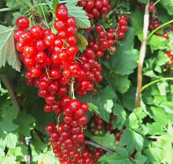 Купить саженцы красной смородины Ласуня