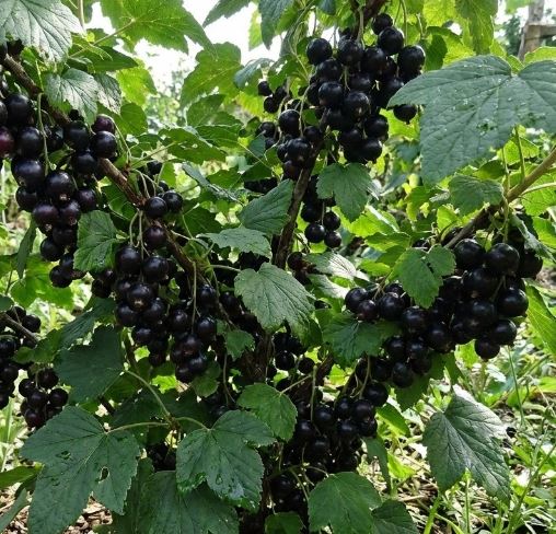 Купити саджанці смородини чорної 6-14-145