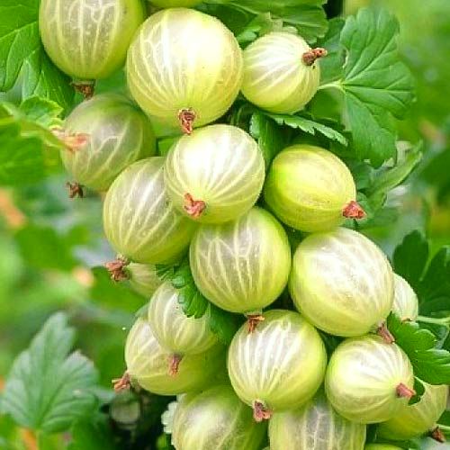 Купить саженцы крыжовника Крестник