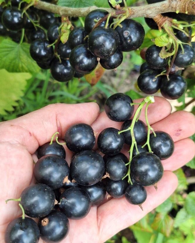 Купить саженцы черной смородины Сластена
