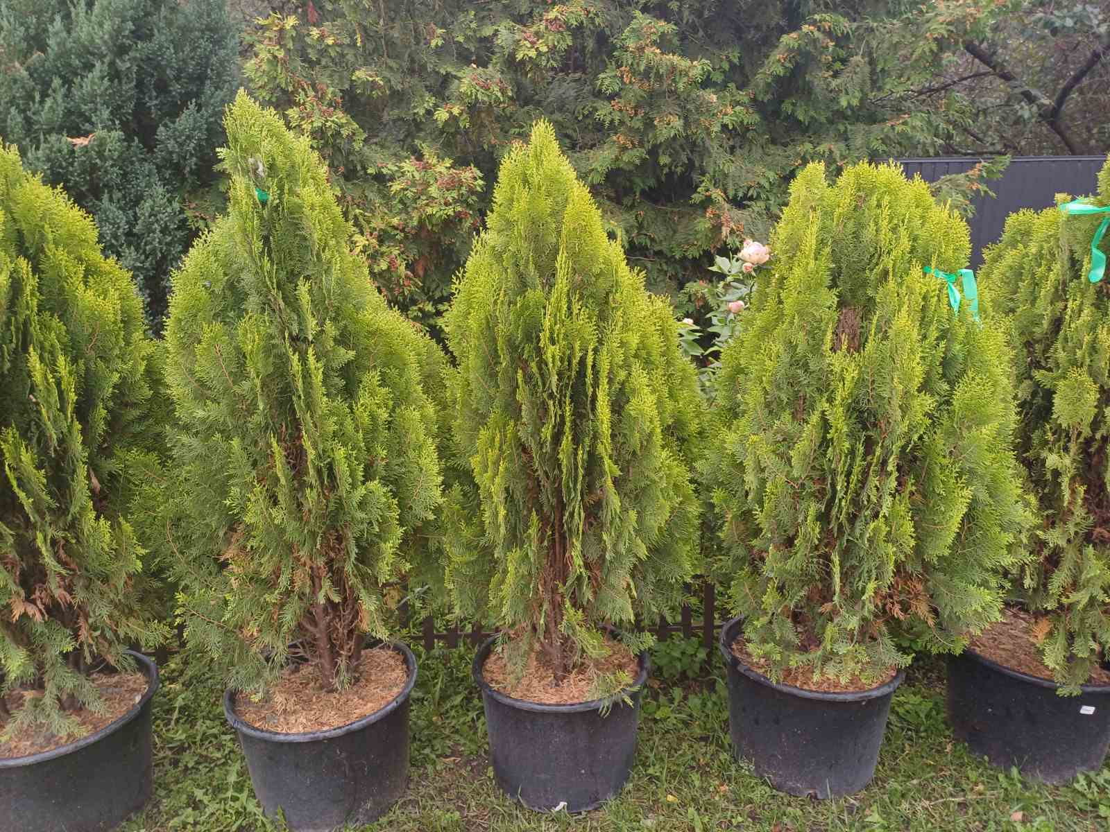 Купити Тую східну "Aurea Nana" (Ауреа Нана)