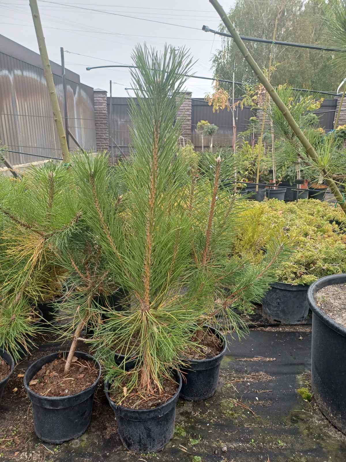 Купити Сосну кримську/Pinus nigra 