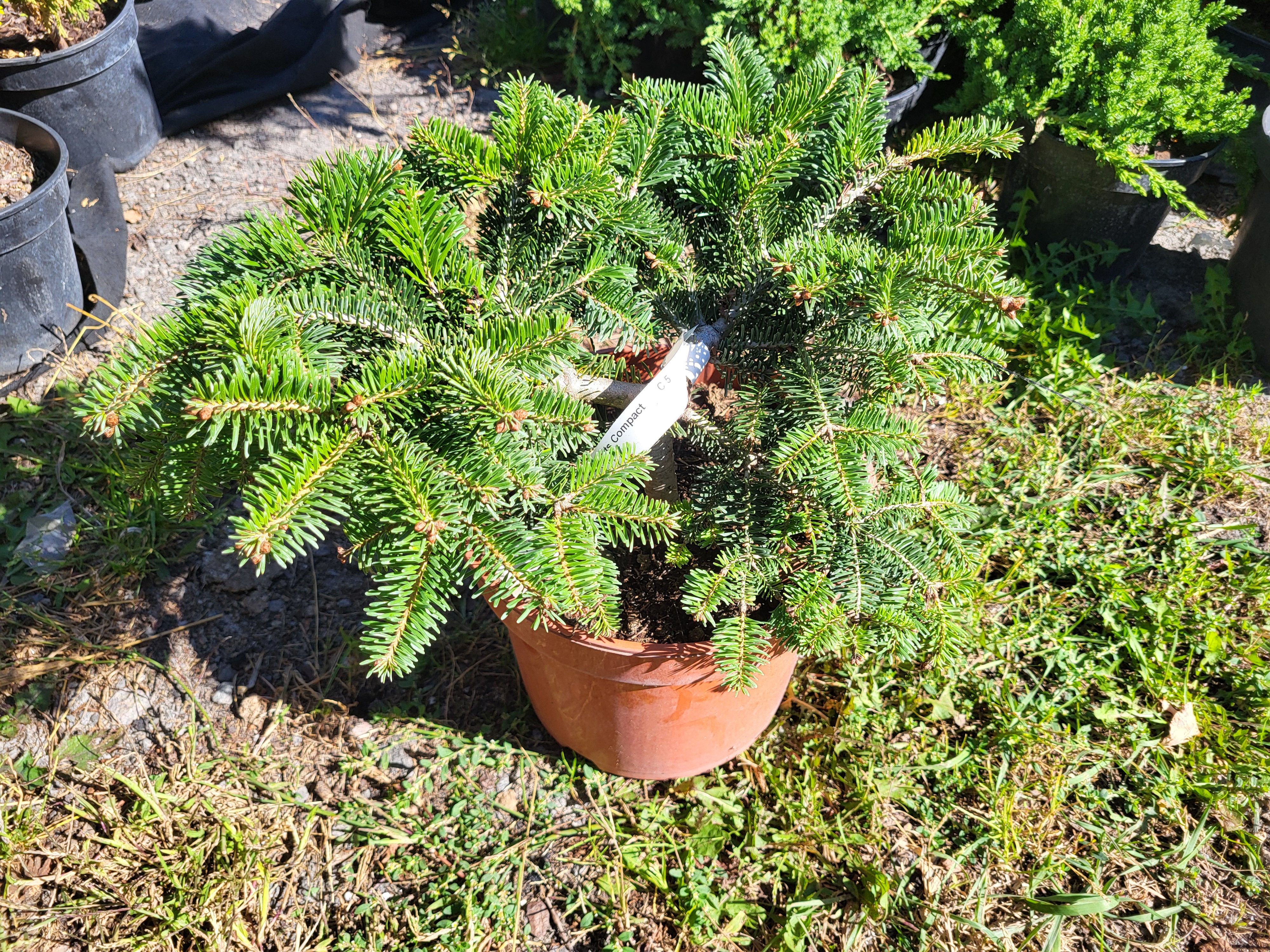 Купити ялицю