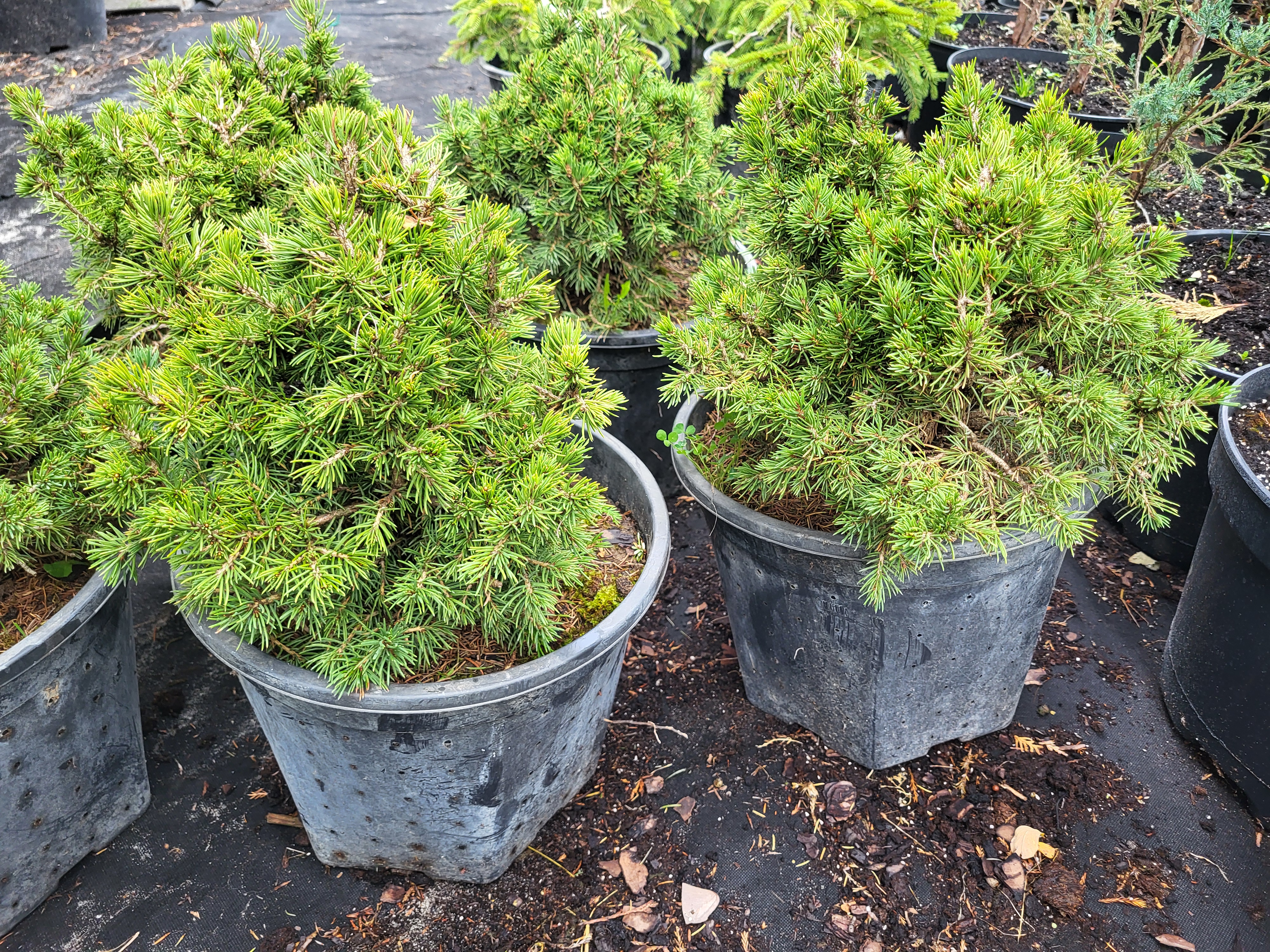 Купить Ель обыкновенную "Tompa" (Томпа)