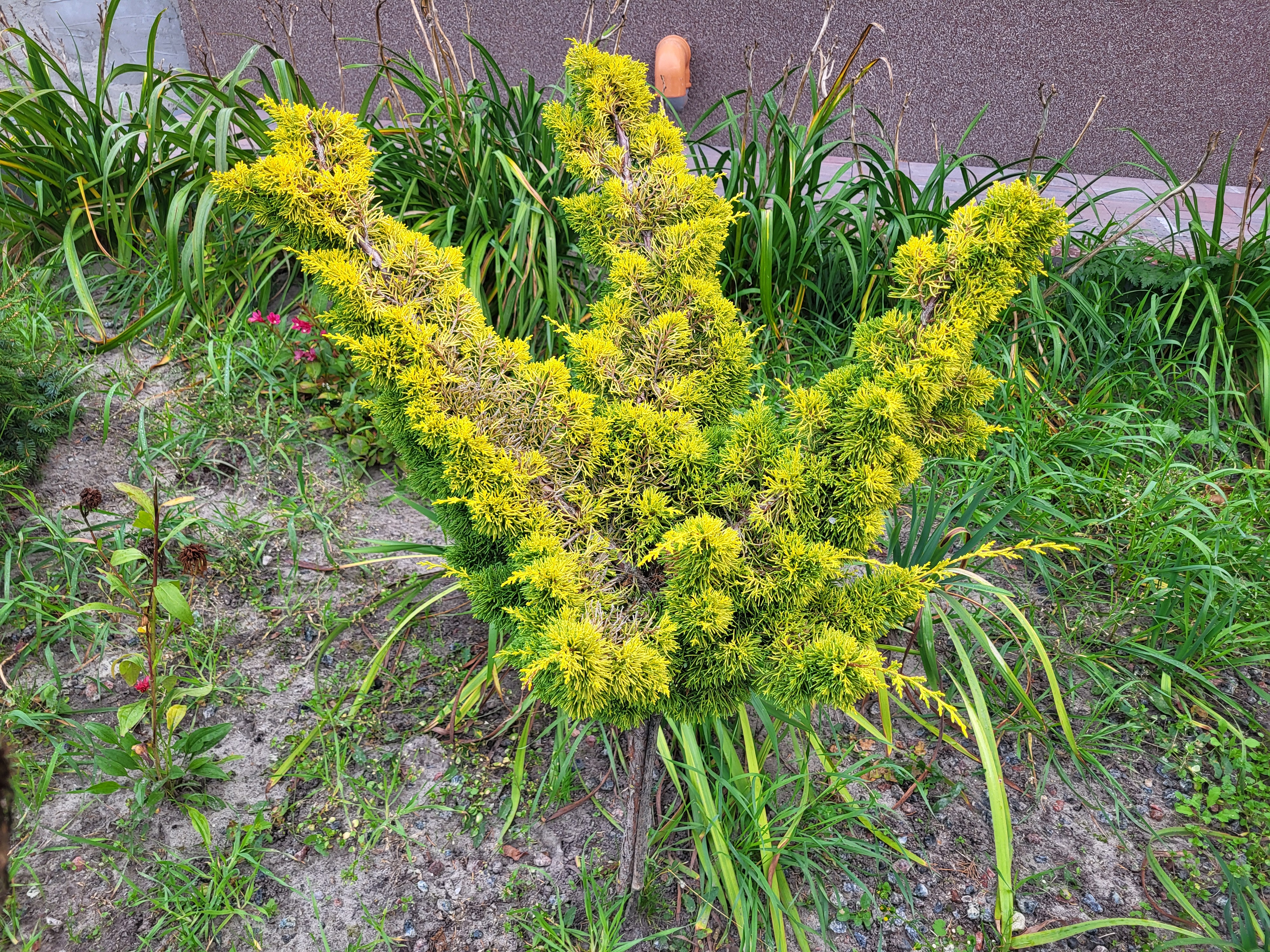 Купить Можжевельник обычный "Plumosa Aurea" (Плюмоза Ауреа) на штамбе