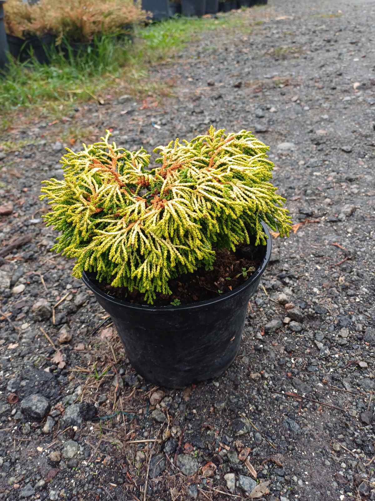 Купити саджанець кипарисовика тупого Гітте